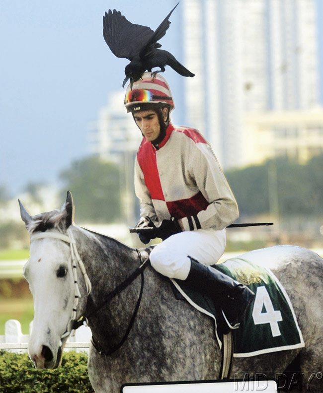 A bird finds a perch on a cutout depicting a horse and jockey at the race course