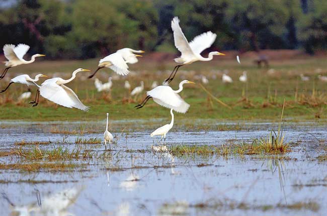 Great egrets take off from a wetland at Keoladeo National Park in Rajasthan. PIC/AFP