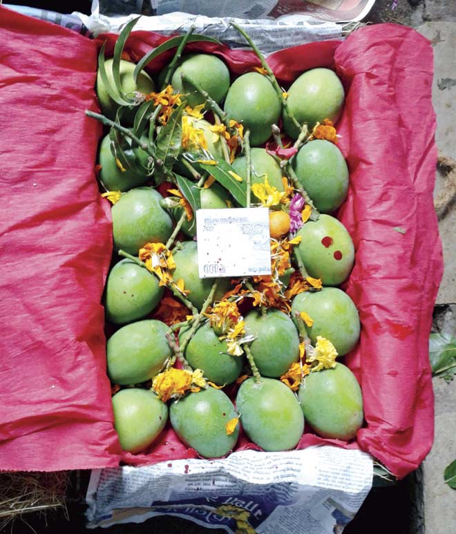 The first batch of mangoes arrived at the APMC in Vashi yesterday, after favourable climatic conditions facilitated early flowering in the orchards