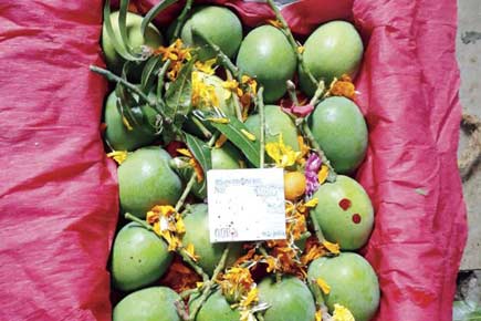 Junnar mangoes make an early entry in Mumbai