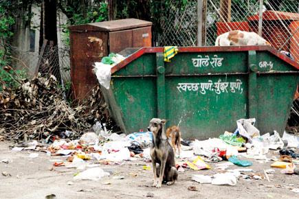 12,319 bitten by stray dogs, but PMC yet to take any note