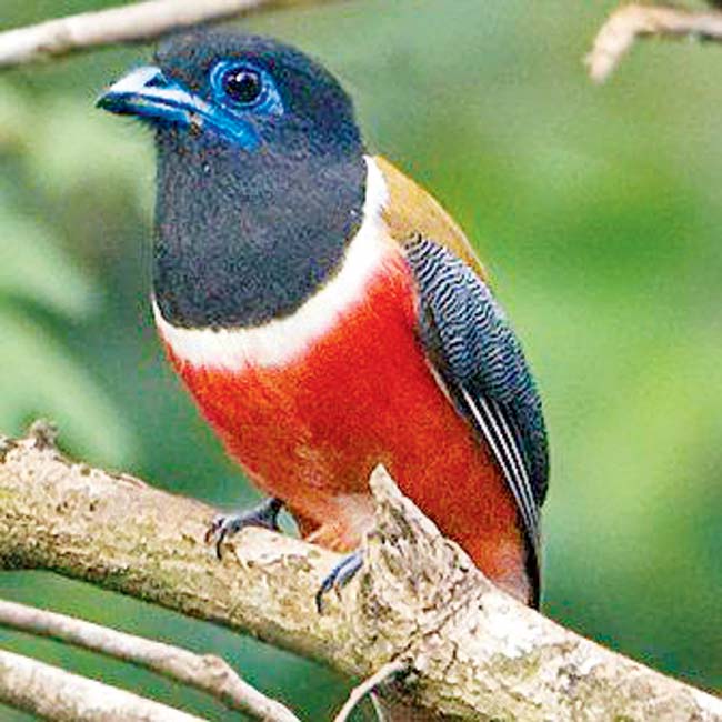 Maharashtra has seven new birds