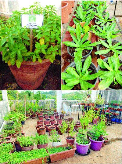 (Clockwise) Spearmint plant, Thai coriander at Maitri Mehta
