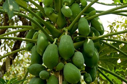 Halting papaya pest saved over $300 mn for India