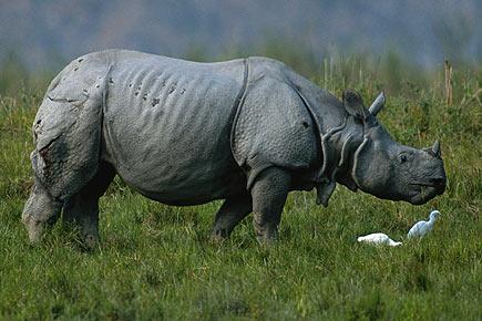49 rhinos dead in Assam