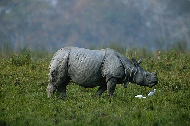 One-horned rhino at Kaziranga