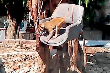 Shocking! Monkey rescued after beastly men tormented it in captivity
