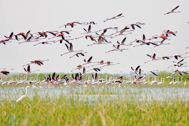 Nothing colours the skies at Pulicat Lake Bird Sanctuary like a large group of flamingoes in flight