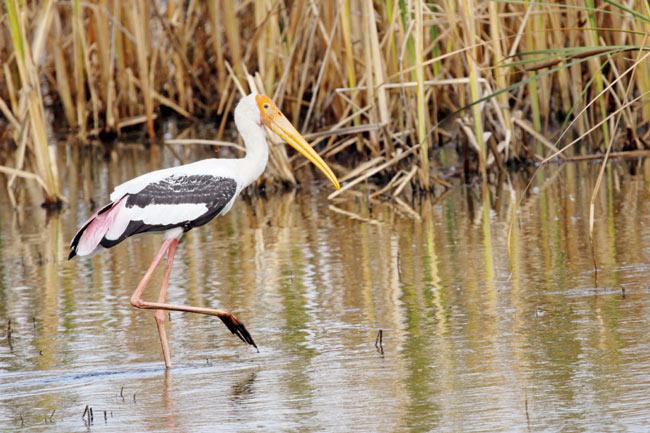 A painted stork wades through Pulicat Lake Bird Sanctuary