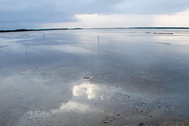 Pulicat Lake breeds species of vegetation, fish, waterbird and reptiles that are unique to this ecosystem