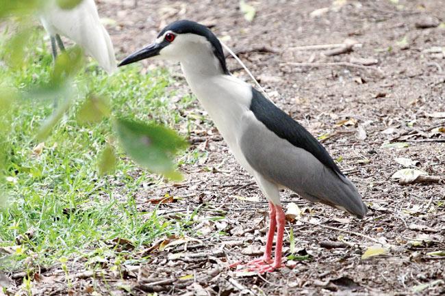 A sighting of the Night Heron at the park heartens travellers on safaris