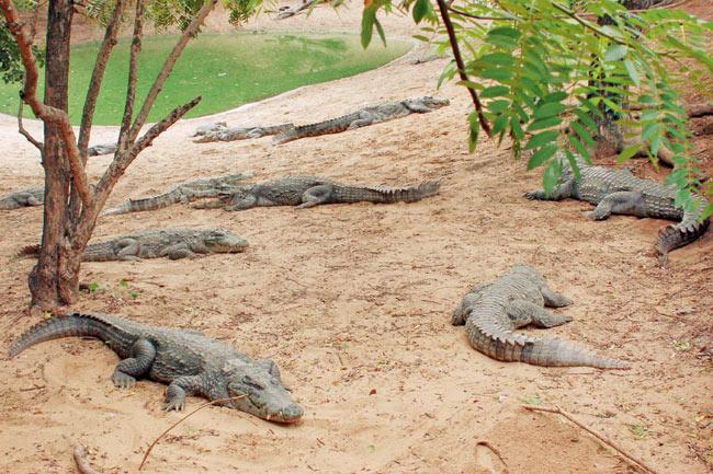 Crocodiles bask in the sun at the Madras Croc Bank