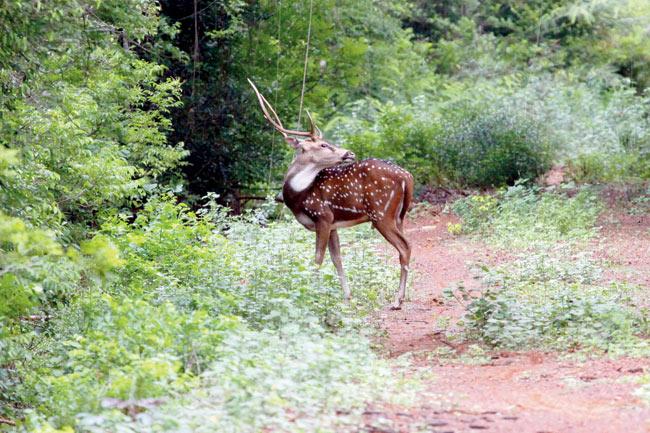 A shy spotted deer walks quietly around Guindy National Park