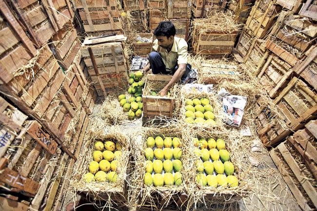 Unseasonable rain in the Konkan region has destroyed more than 20 per cent of the remaining mango produce, which might push up prices next month. File pic
