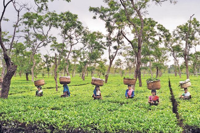The Experience of Indian Tea