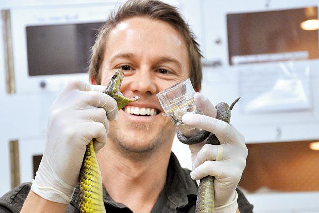 Tim Faulkner extracting venom from a snake