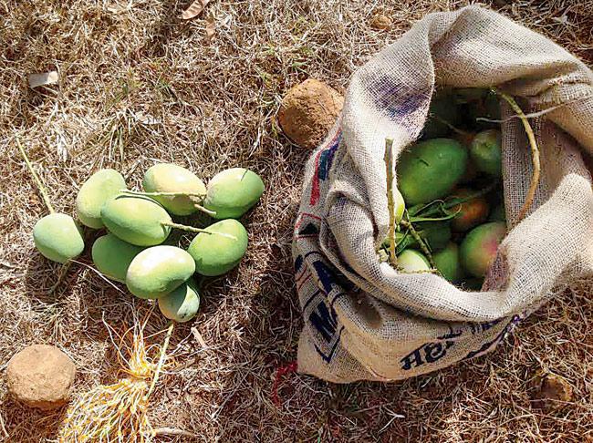 At the event, you will get to pluck mangoes among other activities