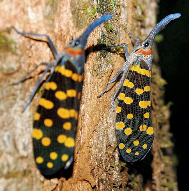 A pair of Lantern Fly 