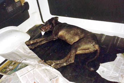 Stray canine beaten to death in Mumbai for biting woman