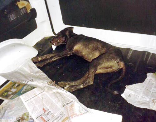 Cops said the dog had bitten around five people in the last two days