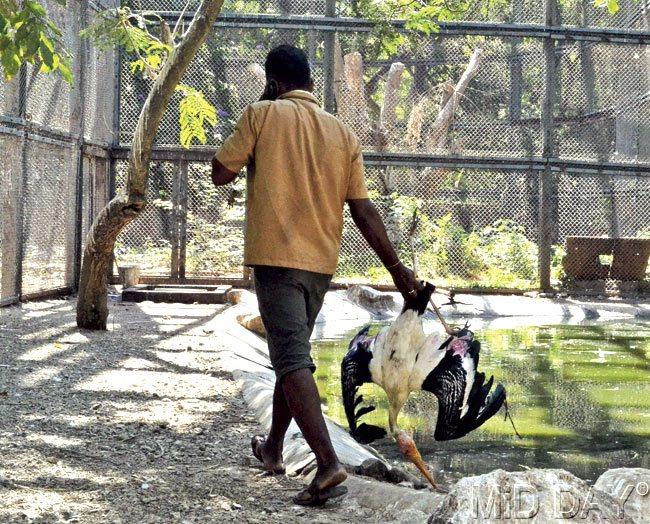 A zoo staffer carries the lifeless body of a Painted Stork, which died due to the summer heat