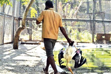 Mumbai heat beats the life out of Byculla Zoo dwellers