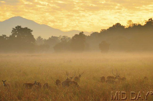 The sunlit grasslands in the Dhikala zone at Corbett set its landscape apart from its three other zones