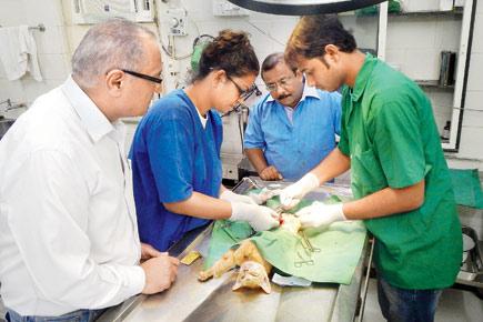 Back on track: BSPCA to reopen its surgical ward in July