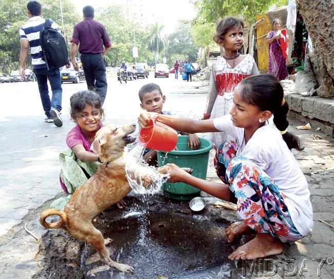 The family that bathes together, stays together, and that includes the dog. Pic/Suresh KK