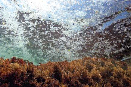 Jelly preserved
