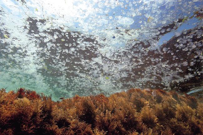 Jelly fish swim near the surface of the Black Sea near the city of Sinop, in northern Turkey. The Black Sea is famous for underwater currents and its cold water. Because of poisenous gas at 200 metres below sea level, there is no ecosystem under that level here. Pic/AFP