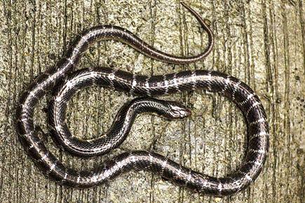 Trekkers, watch out for these snakes