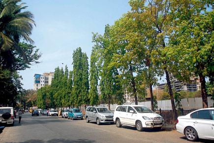 Leave our trees alone: Bandra tells BMC