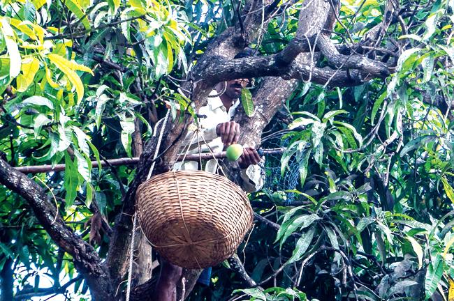 Mango harvest time in Ganeshgule is still practised by using traditional methods