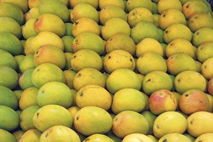 Indian mango ban prompts protest in Britain 