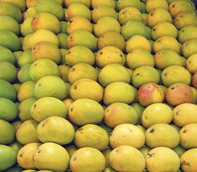 The seized mangoes were chemically ripened. Representational picture only