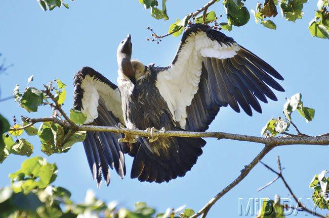 There’s much time to stand and stare at birds, such as the White-rumped Vulture here, at the park