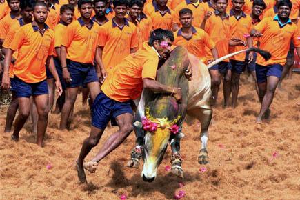 Supreme Court bans Tamil Nadu bull fights, bullock cart races 
