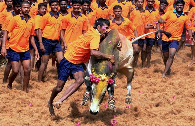 Jallikattu bullfight in Tamil Nadu. File pic
