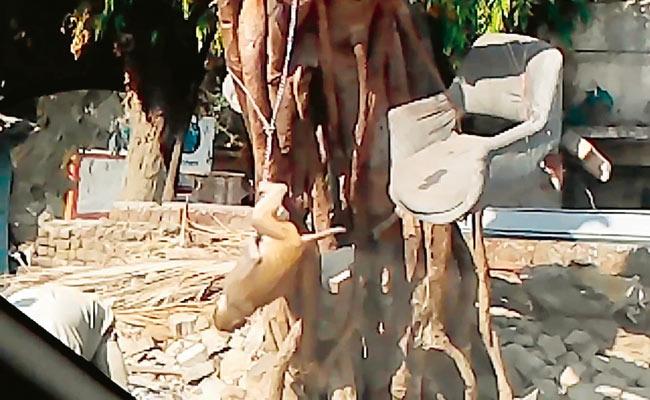 Video grabs of monkey being tormented in Kurla