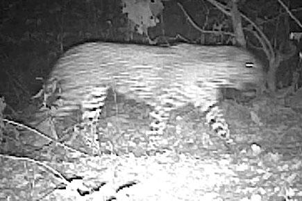 Caught on camera: Leopard passes by Aarey Milk Colony