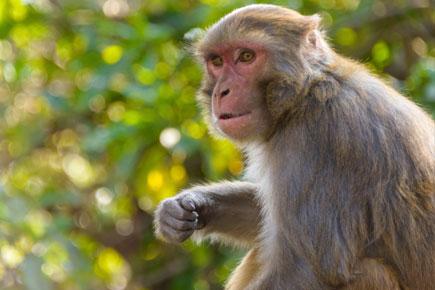Monkey force: China's air force creates a battalion of macaques