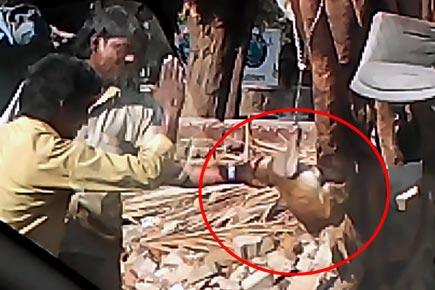 SHOCKING VIDEO: 2 Mumbaikars torture monkey chained to a tree 