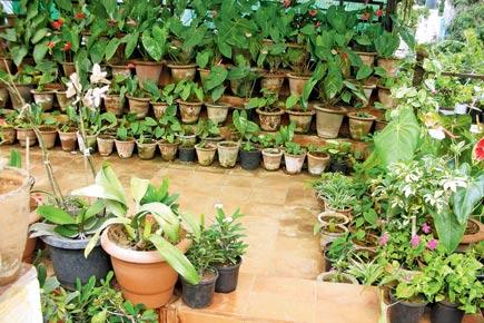 Taking care of plants is easy, if you know a few key tips