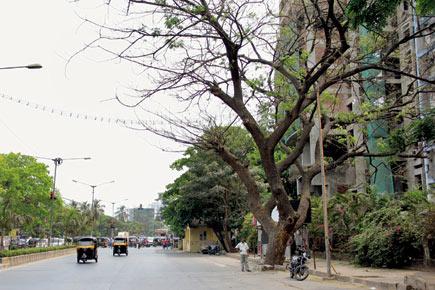 BMC investigates mysterious killings of rain trees in Mumbai