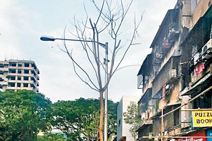 BMC plants new trees to replace dead ones in Western suburbs