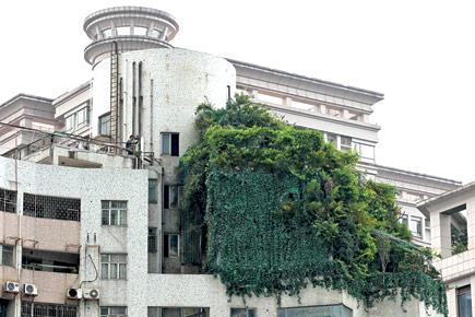 Chinese businessman tries to cover up illegal flats with plants
