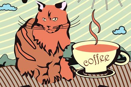 America's first coffee shop for cat lovers opening up in New York city