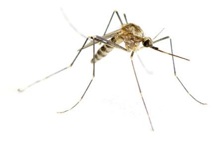 World Malaria Day: Indoor residual spray most effective malaria control step, says WHO