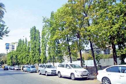BMC puts proposal to chop 506 trees on hold